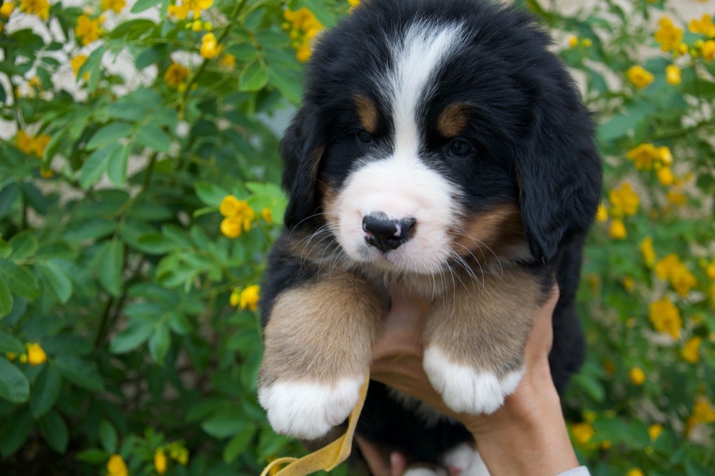 Du Royaume De Goldie - Chiots disponibles - Bouvier Bernois