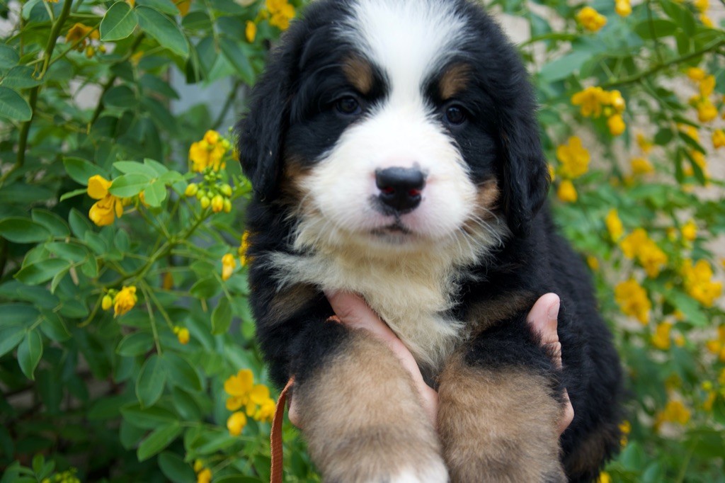 Du Royaume De Goldie - Chiots disponibles - Bouvier Bernois
