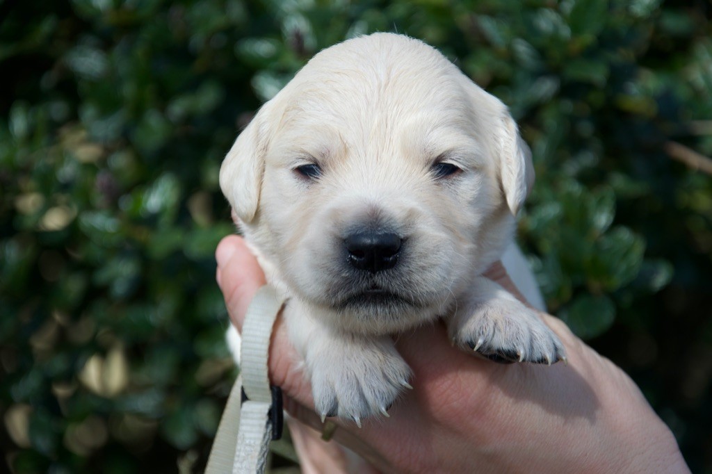 Du Royaume De Goldie - Chiots disponibles - Golden Retriever