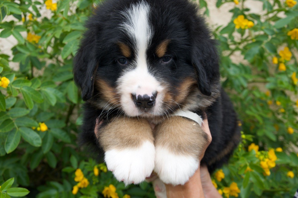 Du Royaume De Goldie - Chiots disponibles - Bouvier Bernois