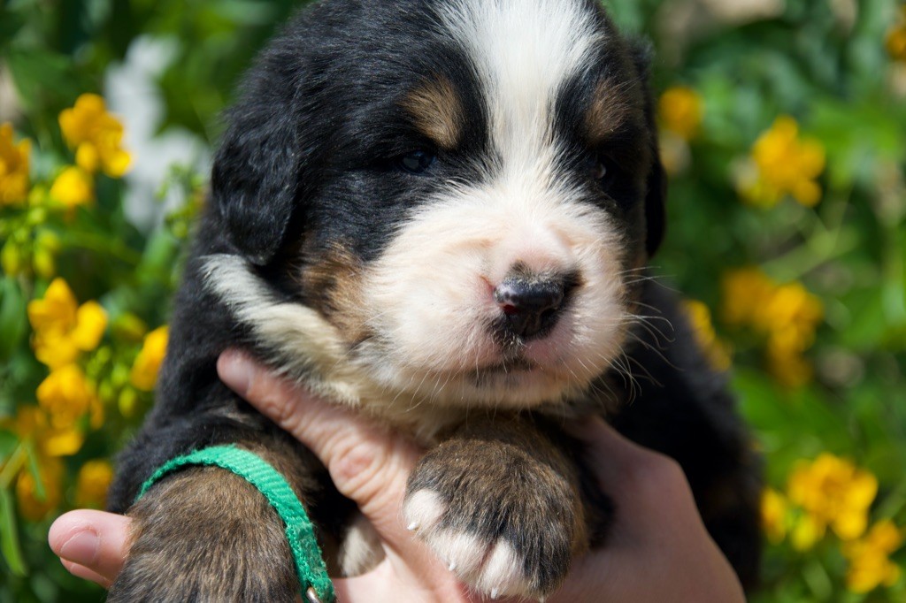 Du Royaume De Goldie - Chiots disponibles - Bouvier Bernois
