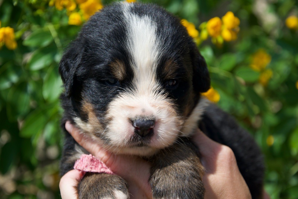 Du Royaume De Goldie - Chiots disponibles - Bouvier Bernois