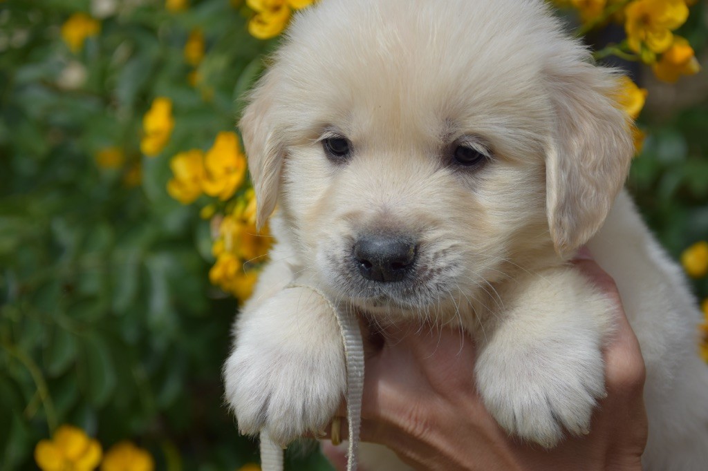 Du Royaume De Goldie - Chiots disponibles - Golden Retriever