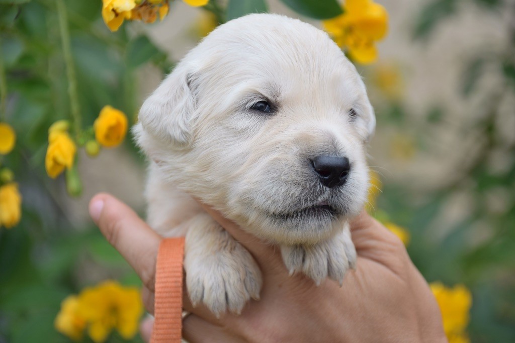 Du Royaume De Goldie - Chiots disponibles - Golden Retriever