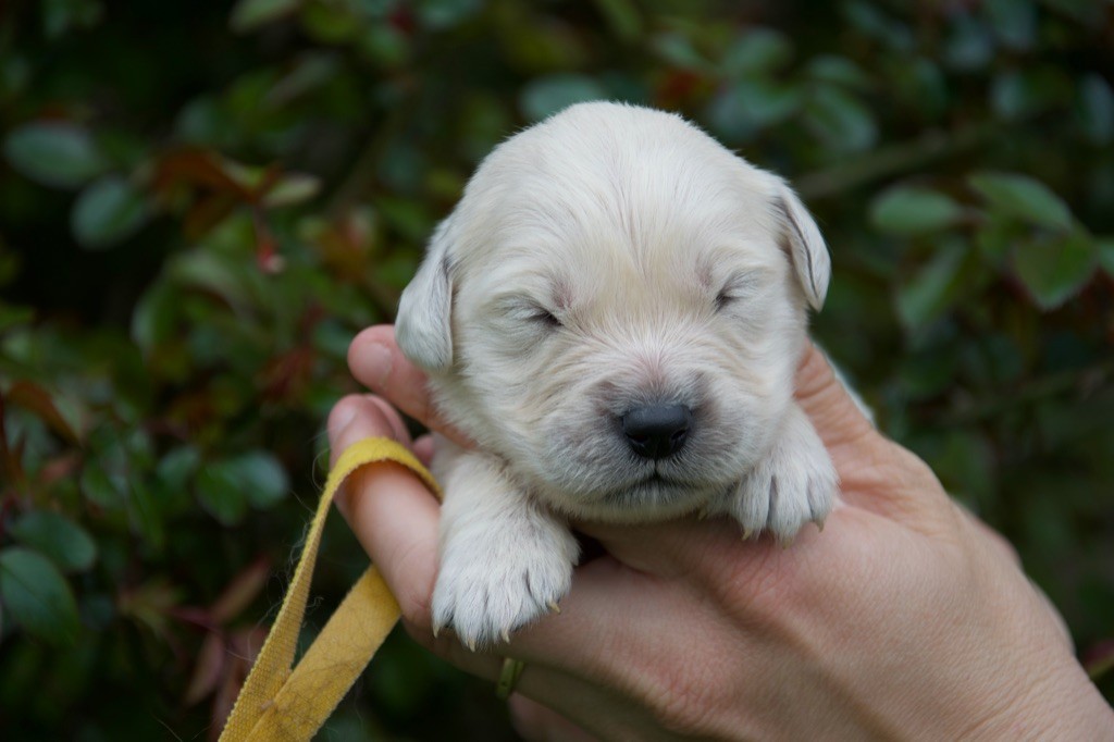 Du Royaume De Goldie - Chiots disponibles - Golden Retriever