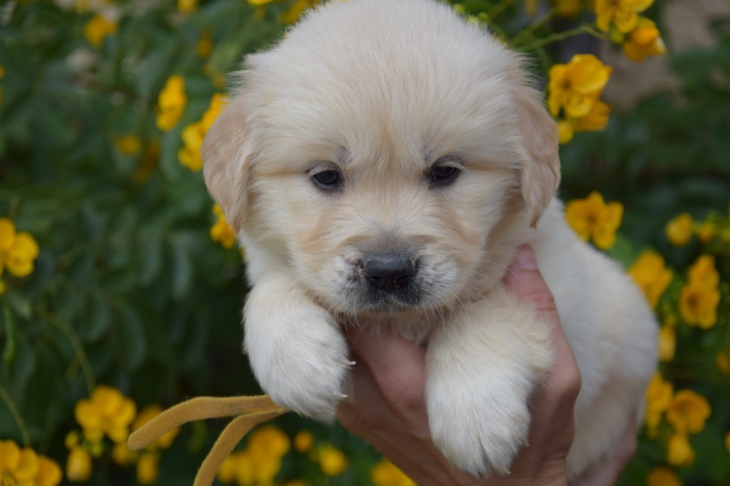 Du Royaume De Goldie - Chiots disponibles - Golden Retriever