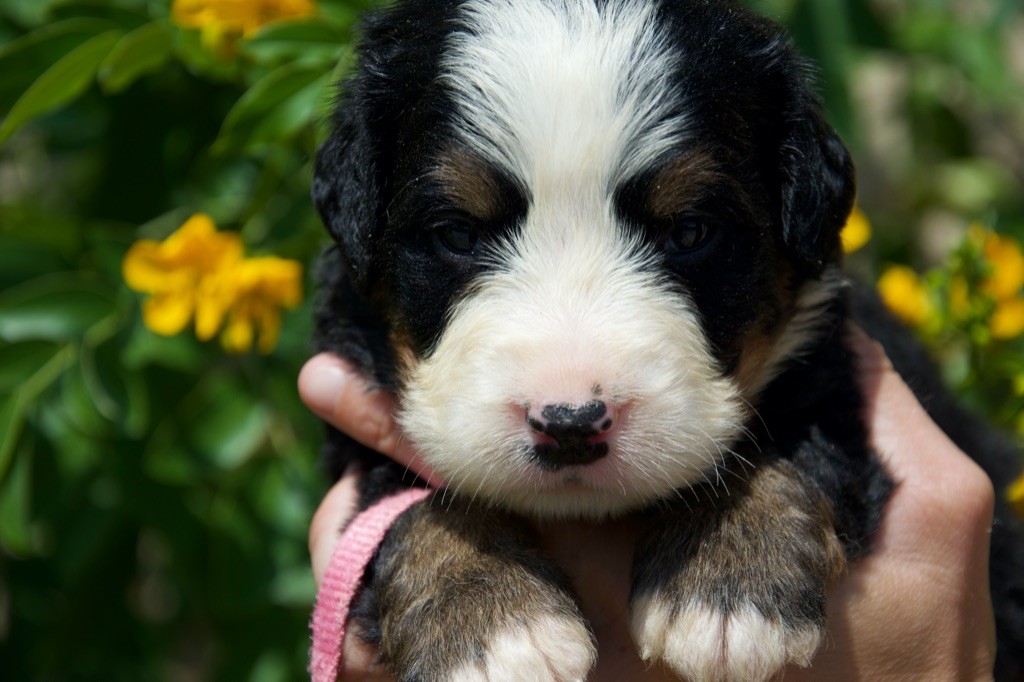 Du Royaume De Goldie - Chiots disponibles - Bouvier Bernois