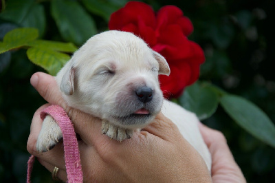 Collier rose