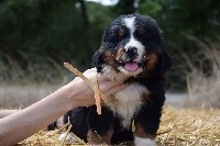 CHIOT