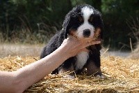Poupy