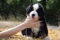 CHIOT