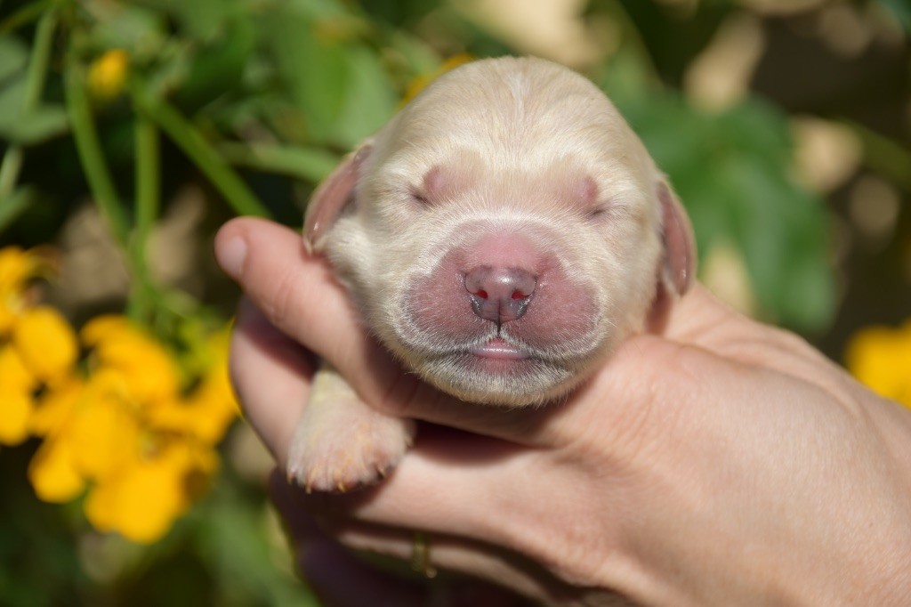 Du Royaume De Goldie - Chiots disponibles - Golden Retriever