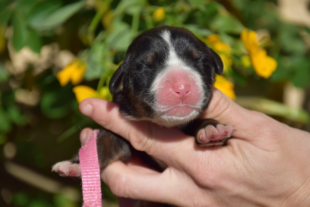Du Royaume De Goldie - Chiots disponibles - Bouvier Bernois