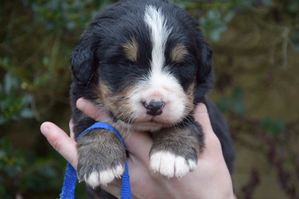 Du Royaume De Goldie - Chiots disponibles - Bouvier Bernois