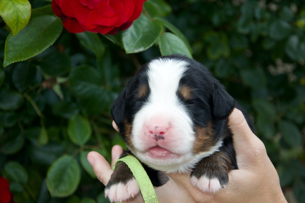 Du Royaume De Goldie - Chiots disponibles - Bouvier Bernois