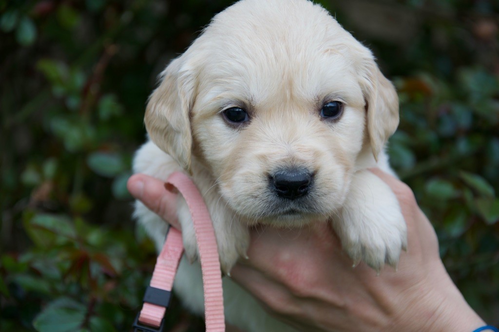 Du Royaume De Goldie - Chiots disponibles - Golden Retriever