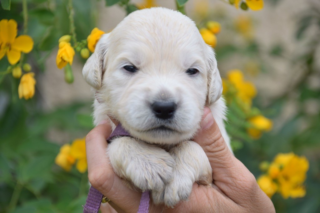 Du Royaume De Goldie - Chiots disponibles - Golden Retriever