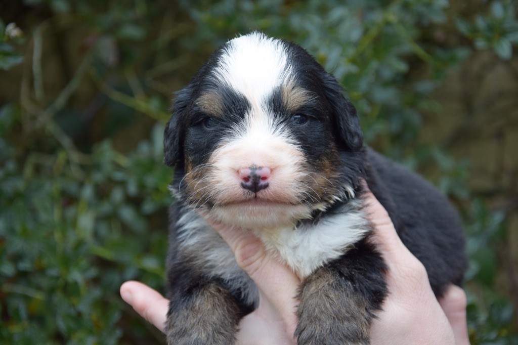 Du Royaume De Goldie - Chiots disponibles - Bouvier Bernois