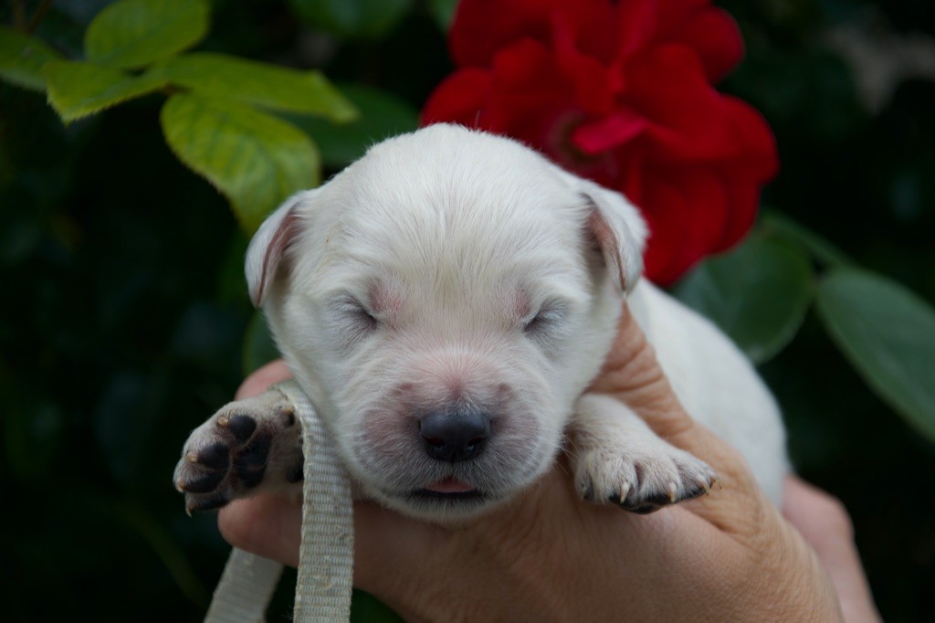 Du Royaume De Goldie - Chiots disponibles - Golden Retriever