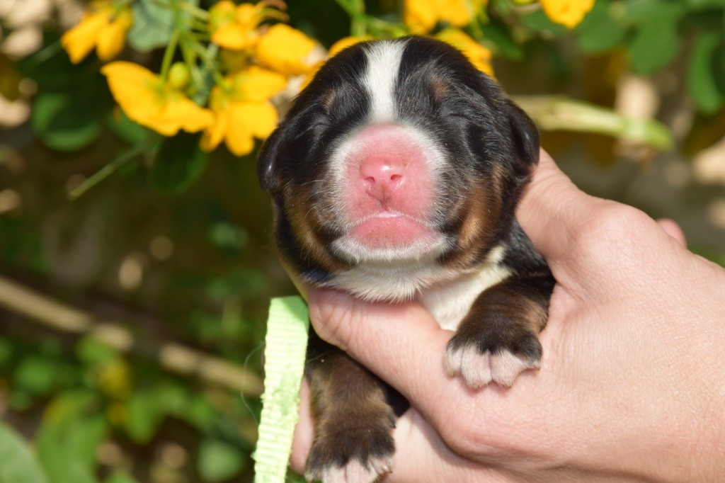 Du Royaume De Goldie - Chiots disponibles - Bouvier Bernois