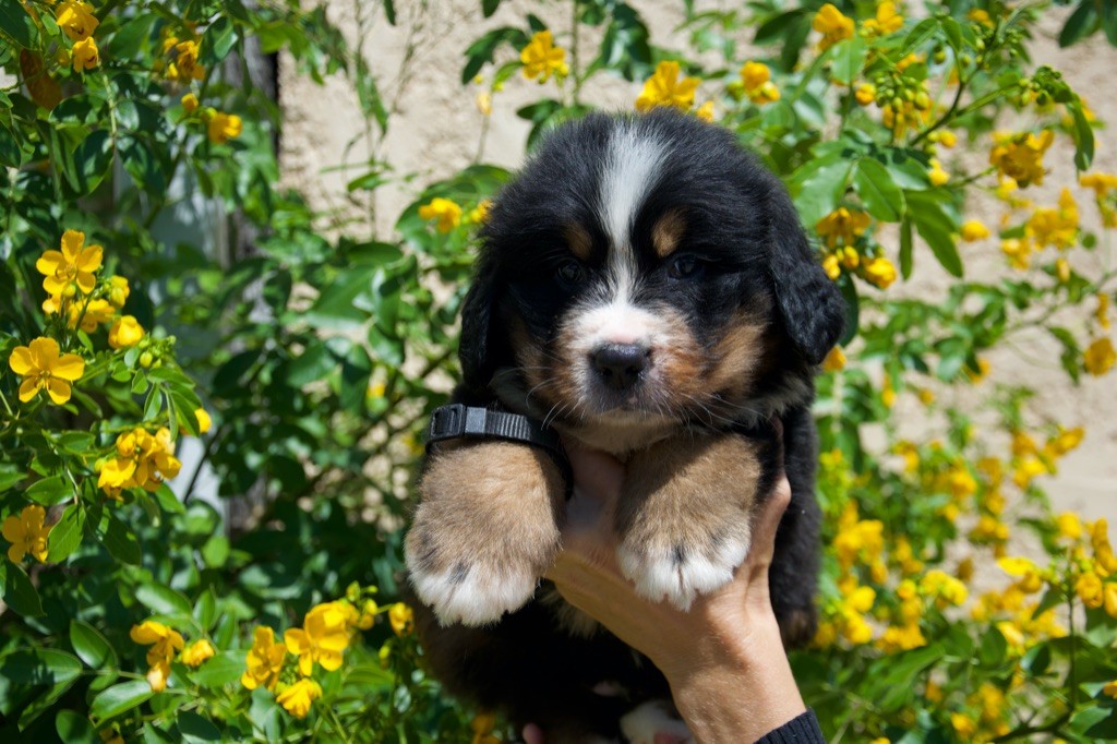 Du Royaume De Goldie - Chiots disponibles - Bouvier Bernois