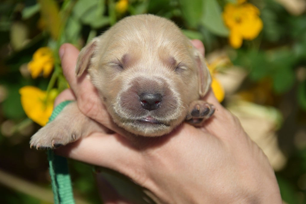 Du Royaume De Goldie - Chiots disponibles - Golden Retriever
