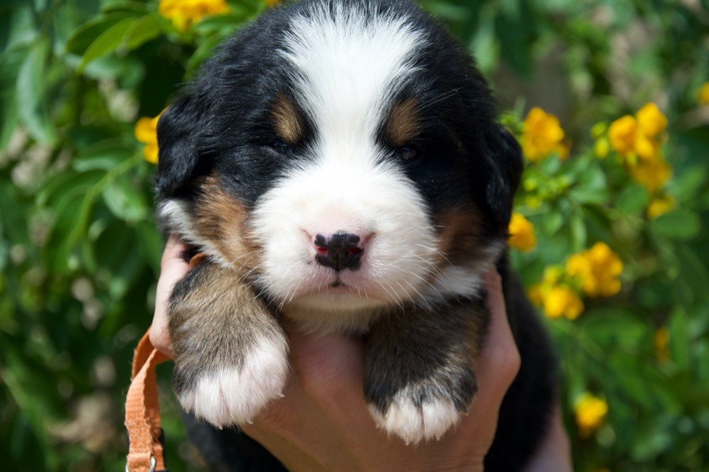 Du Royaume De Goldie - Chiots disponibles - Bouvier Bernois