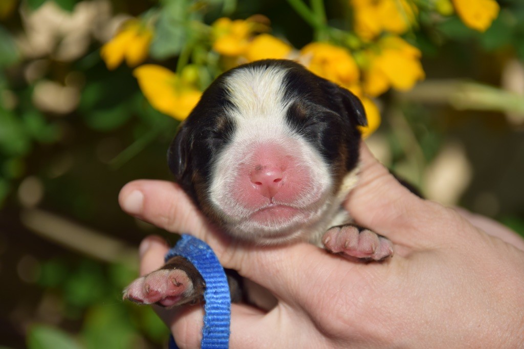 Du Royaume De Goldie - Chiots disponibles - Bouvier Bernois