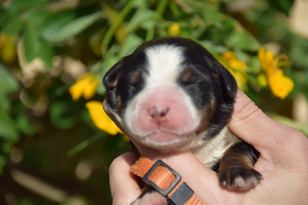 Du Royaume De Goldie - Chiots disponibles - Bouvier Bernois