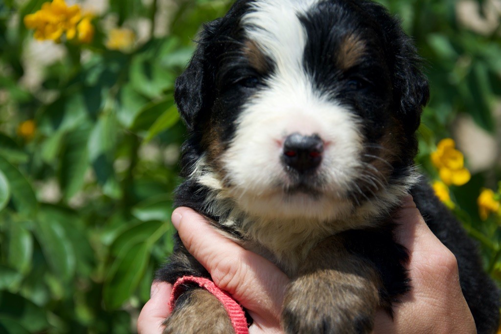 Du Royaume De Goldie - Chiots disponibles - Bouvier Bernois