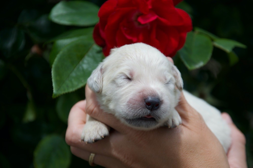 Du Royaume De Goldie - Chiots disponibles - Golden Retriever
