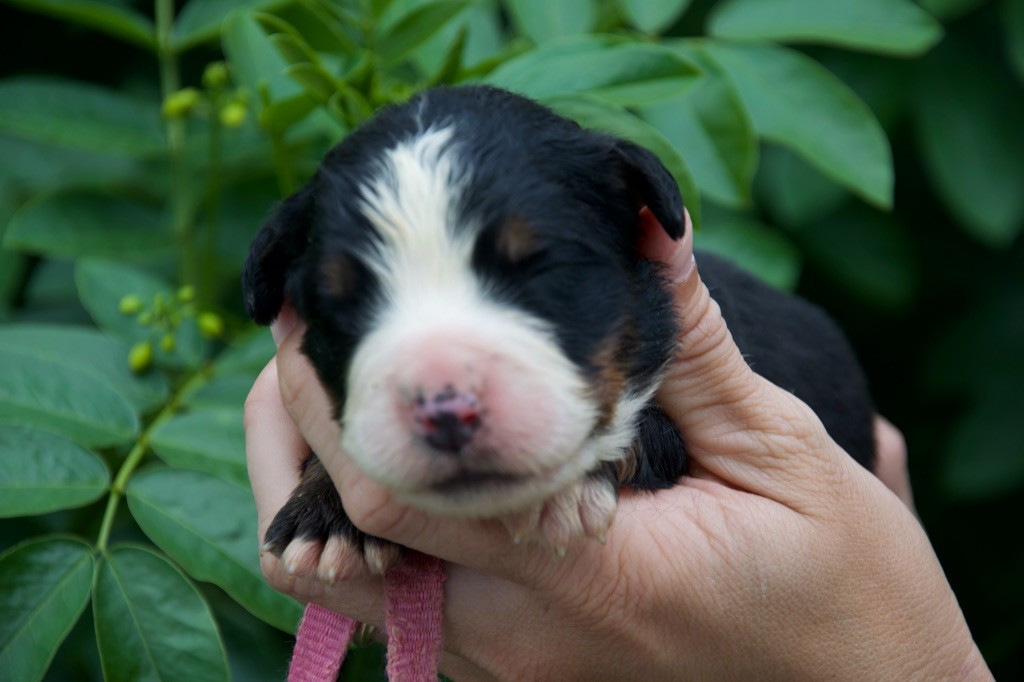 Du Royaume De Goldie - Chiots disponibles - Bouvier Bernois