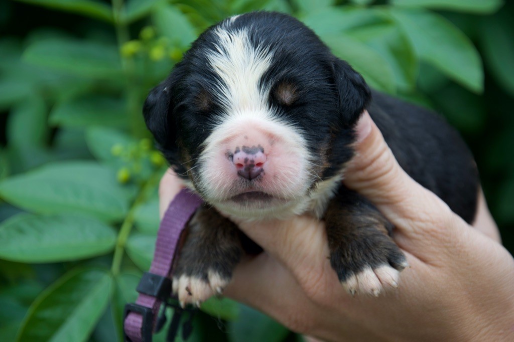 Du Royaume De Goldie - Chiots disponibles - Bouvier Bernois