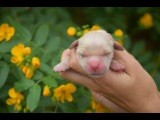 Du Royaume De Goldie - Chiots disponibles - Golden Retriever