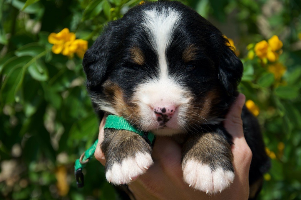 Du Royaume De Goldie - Chiots disponibles - Bouvier Bernois