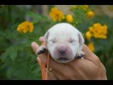 Du Royaume De Goldie - Chiots disponibles - Golden Retriever
