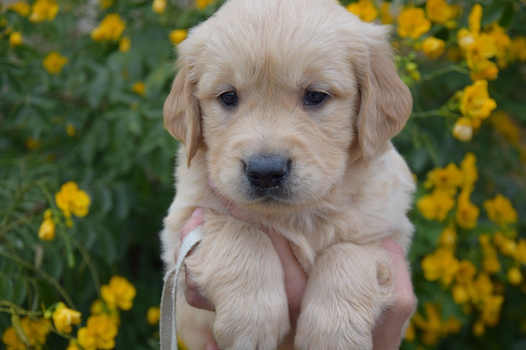 Du Royaume De Goldie - Chiots disponibles - Golden Retriever