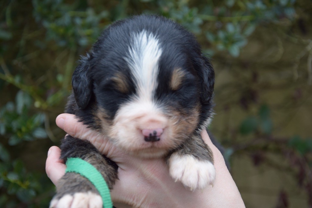 Du Royaume De Goldie - Chiots disponibles - Bouvier Bernois