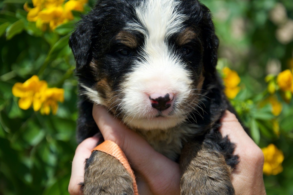 Du Royaume De Goldie - Chiots disponibles - Bouvier Bernois