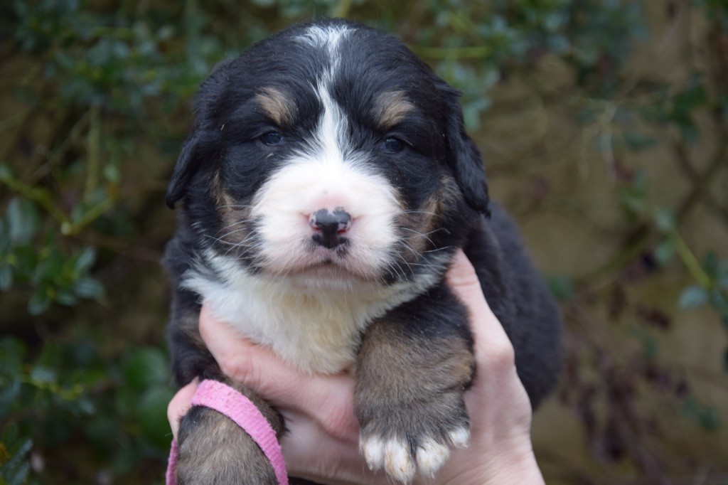 Du Royaume De Goldie - Chiots disponibles - Bouvier Bernois