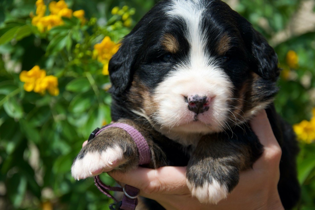 Du Royaume De Goldie - Chiots disponibles - Bouvier Bernois