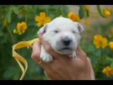 Du Royaume De Goldie - Chiots disponibles - Golden Retriever