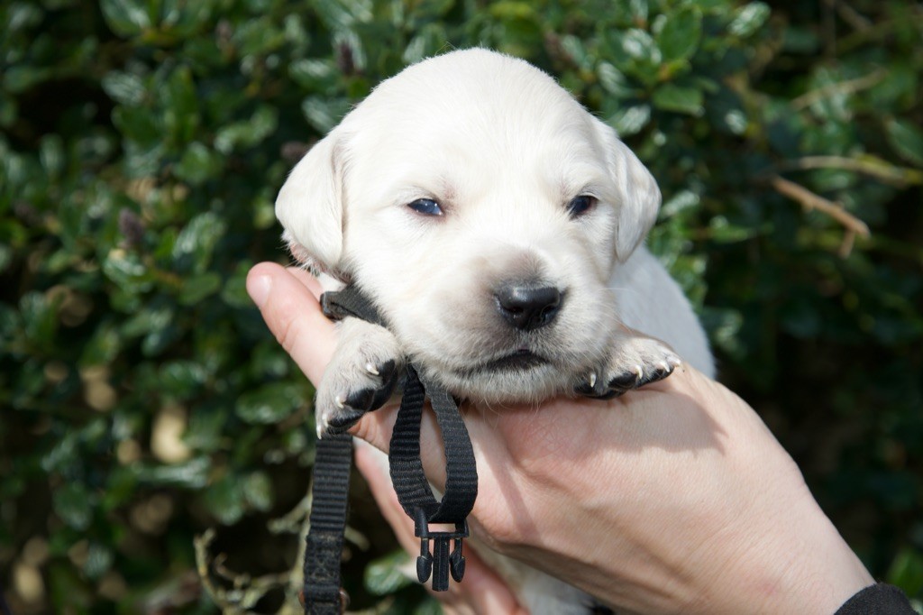 Du Royaume De Goldie - Chiots disponibles - Golden Retriever