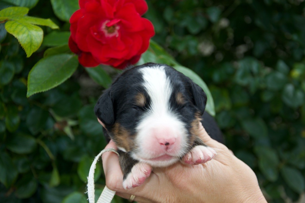 Du Royaume De Goldie - Chiots disponibles - Bouvier Bernois