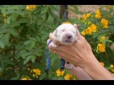 Du Royaume De Goldie - Chiots disponibles - Golden Retriever
