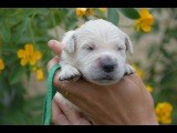 Du Royaume De Goldie - Chiots disponibles - Golden Retriever