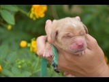 Du Royaume De Goldie - Chiots disponibles - Golden Retriever