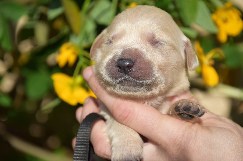 Du Royaume De Goldie - Chiots disponibles - Golden Retriever