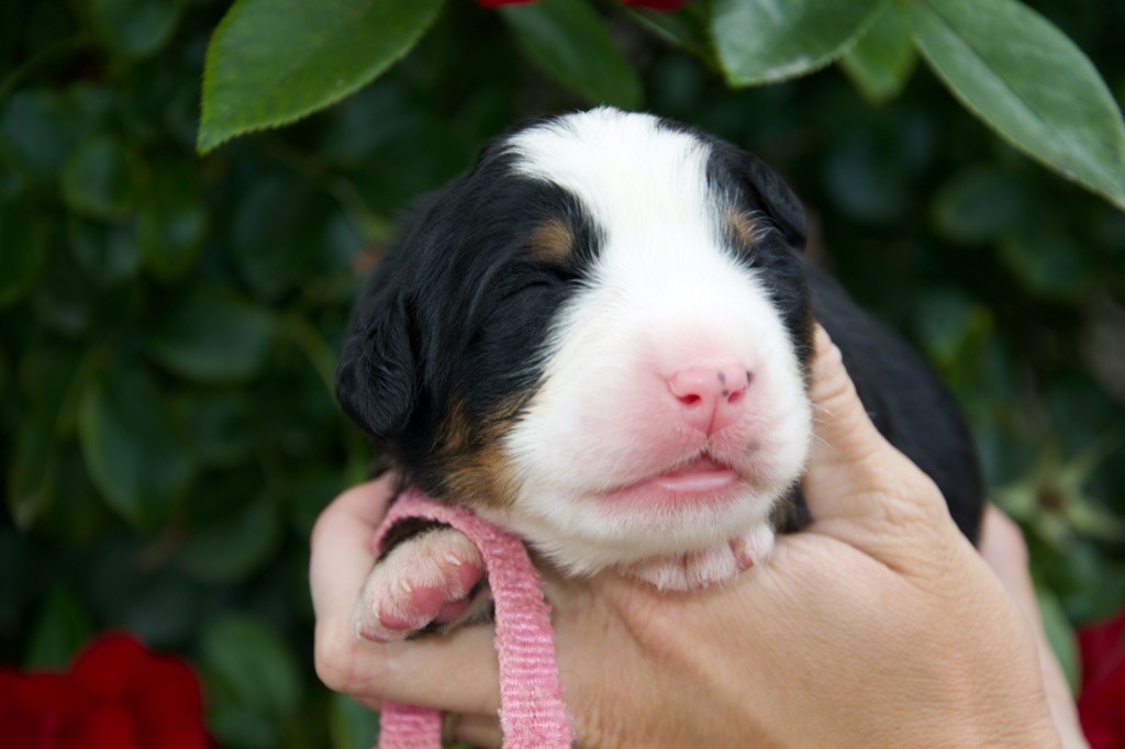 Du Royaume De Goldie - Chiots disponibles - Bouvier Bernois