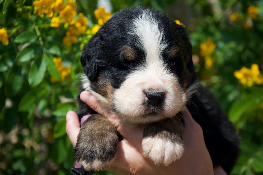 Du Royaume De Goldie - Chiots disponibles - Bouvier Bernois
